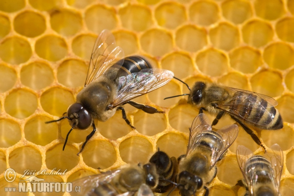 Western Honey Bee - Drone (Apis mellifera)